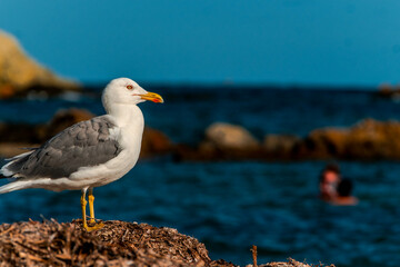 A seagull sunbathes on a beach on the island of Tabarca in the Spanish Mediterranean