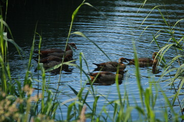 Family of ducks