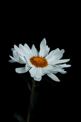 White daisy flowers on black background