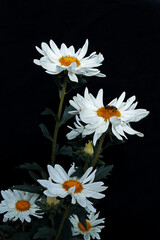 bouquet of daisies