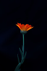 Bright orange marigold flower on a black background