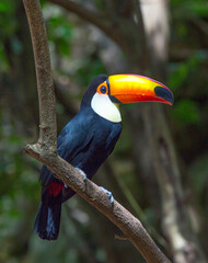 Toucan,Bolivia