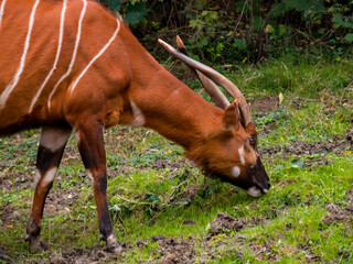 Sitatunga is grazing on the green grass in the zoo