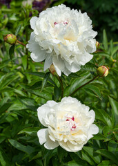 Peony, Paeonia