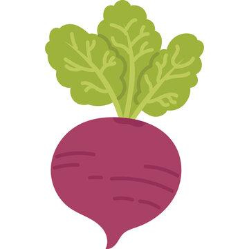 rootbeet vegetable