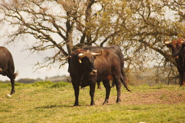 Toro