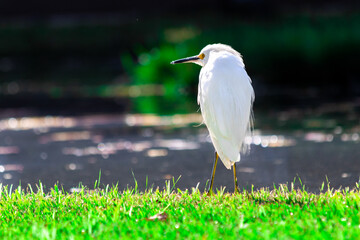 White Heron
