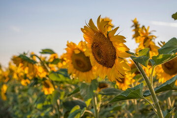 A beautiful sunflower on a natural background in the rays of the setting sun. Selective focus.