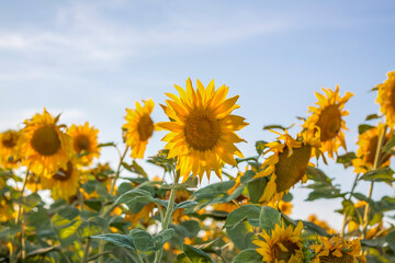 A beautiful sunflower on a natural background in the rays of the setting sun. Selective focus.