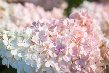 Hydrangea in the garden in a flowerbed under the open sky. Lush delightful huge inflorescence of white and pink hydrangeas in the garden