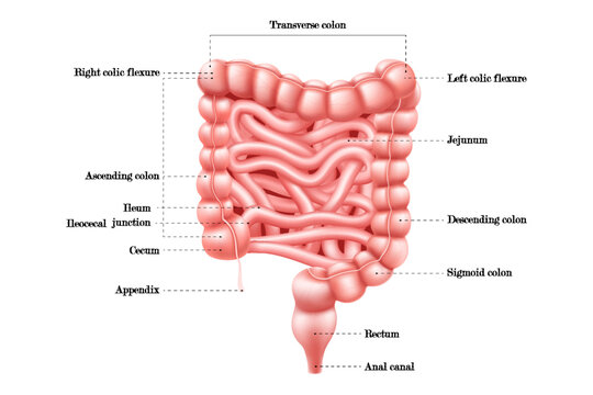 Intestine anatomy. Human body digestive system bowel infographic with duodenum, colon and jejunum. Internal abdominal organ. Medical education, hospital or school banner. Realistic 3d vector