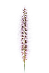 Purple fountain grass isolated on white background