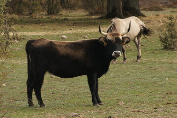 Vaca highland