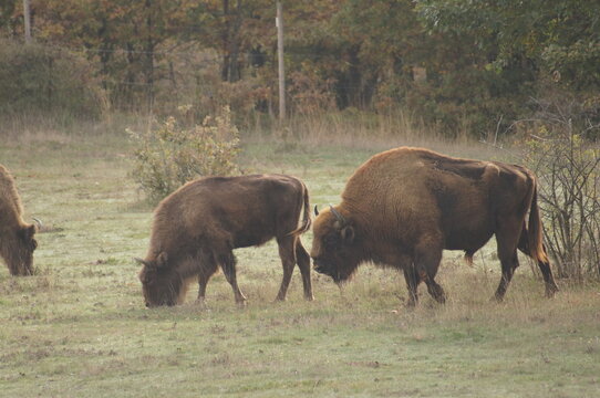 Bisontes