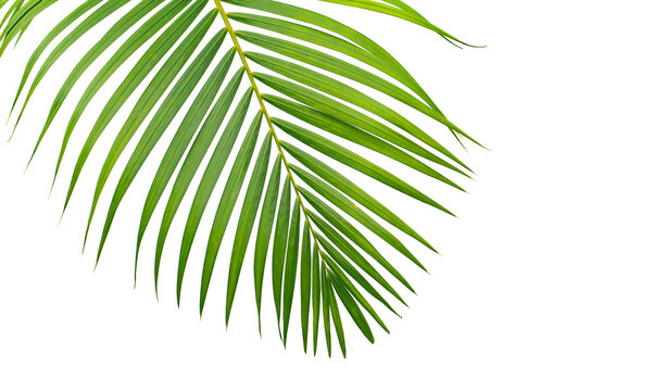 tropical palm leaf isolated on white background with clipping path for design element