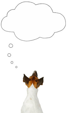 Dog dreaming, thinking, digital collage with text space. Close up view of fox terrier dog sitting with her back to the camera and looking up at a speech bubble