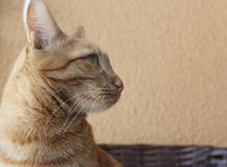 Yellow young ginger cat on a orange color backgroung wall.