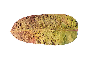 Dried pistachio tree leaf on white