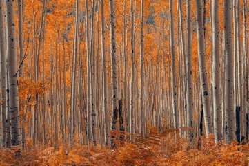 Fotobehang Golden yellow aspen tree grove in a autumn colored forest just outside of Aspen Colorado  © Thorin Wolfheart