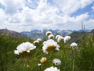 Flores blancas en un prado de alta montaña con picos nevados al fondo en los Pirineos