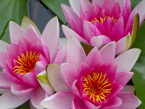 Flor de nen&uacute;far nymphaea color rosa con estambres amarillos rodeado de hojas verdes en una laguna