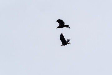 Two Bald Eagles Flying In A Grey Sky In January