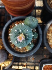 cactus in a pot on the street