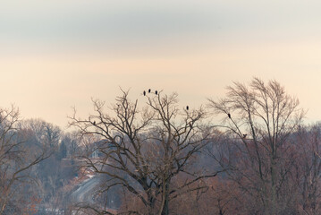 Many Bald Eagles Perched In A Tree In January At Sunset