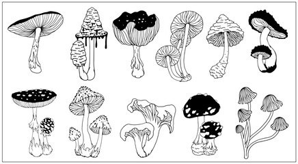 Collection of botanical sketches of forest mushrooms of pale grebe. Vector graphics. © Катерина Якубович