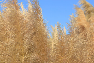 Cortaderia selloana. Pampas grass in the sky with sunshine.  Cortaderia argentea. Abstract natural background with ornamental cereals. Pampas grass in the sky. Abstract background of soft plants 