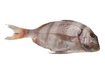 Raw porgy