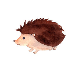 Watercolor hedgehog. Hand drawn illustration, isolated on white background