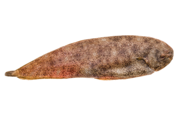 Fish Dover sole