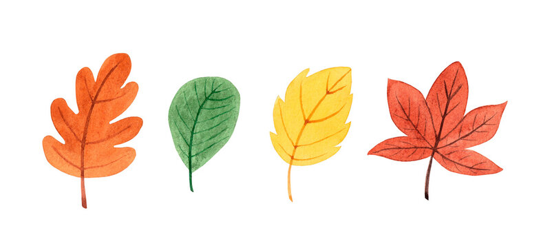 Watercolor leaves set. Hand drawn autumn illustration, isolated on white background