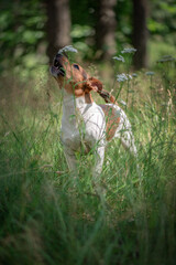 Beautiful purebred Jack Russell Terrier on a walk in the summer forest.