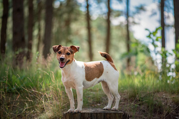 Beautiful purebred Jack Russell Terrier on a walk in the summer forest.
