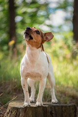 Beautiful purebred Jack Russell Terrier on a walk in the summer forest.