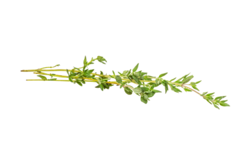 Thyme