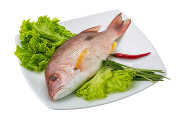 Raw red snapper