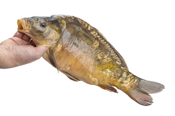Raw fish carp
