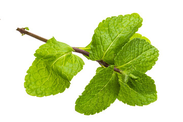 Pepper mint
