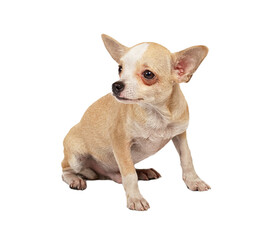 portrait of a cute purebred puppy chihuahua in front of white background