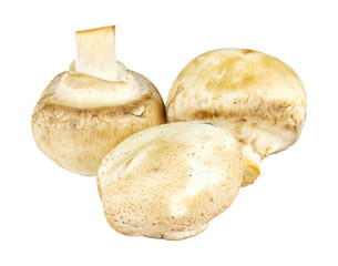 White field mushrooms isolated