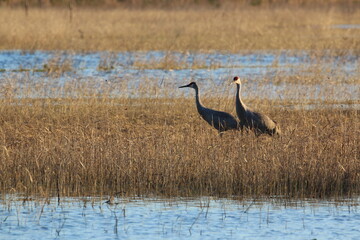 Sandhill Crane