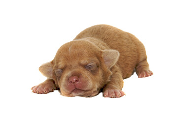 Obraz premium Chihuahua dog on white background