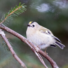Goldcrest 