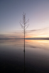Bare Tree in the North Sea, Denmark
