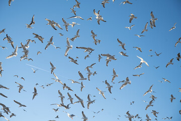 Flock of Seagulls, Denmark - 533202001