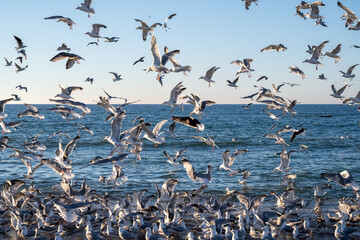Flock of Seagulls, Denmark - 533202025