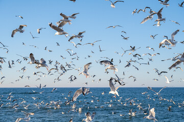 Flock of Seagulls, Denmark - 533202026